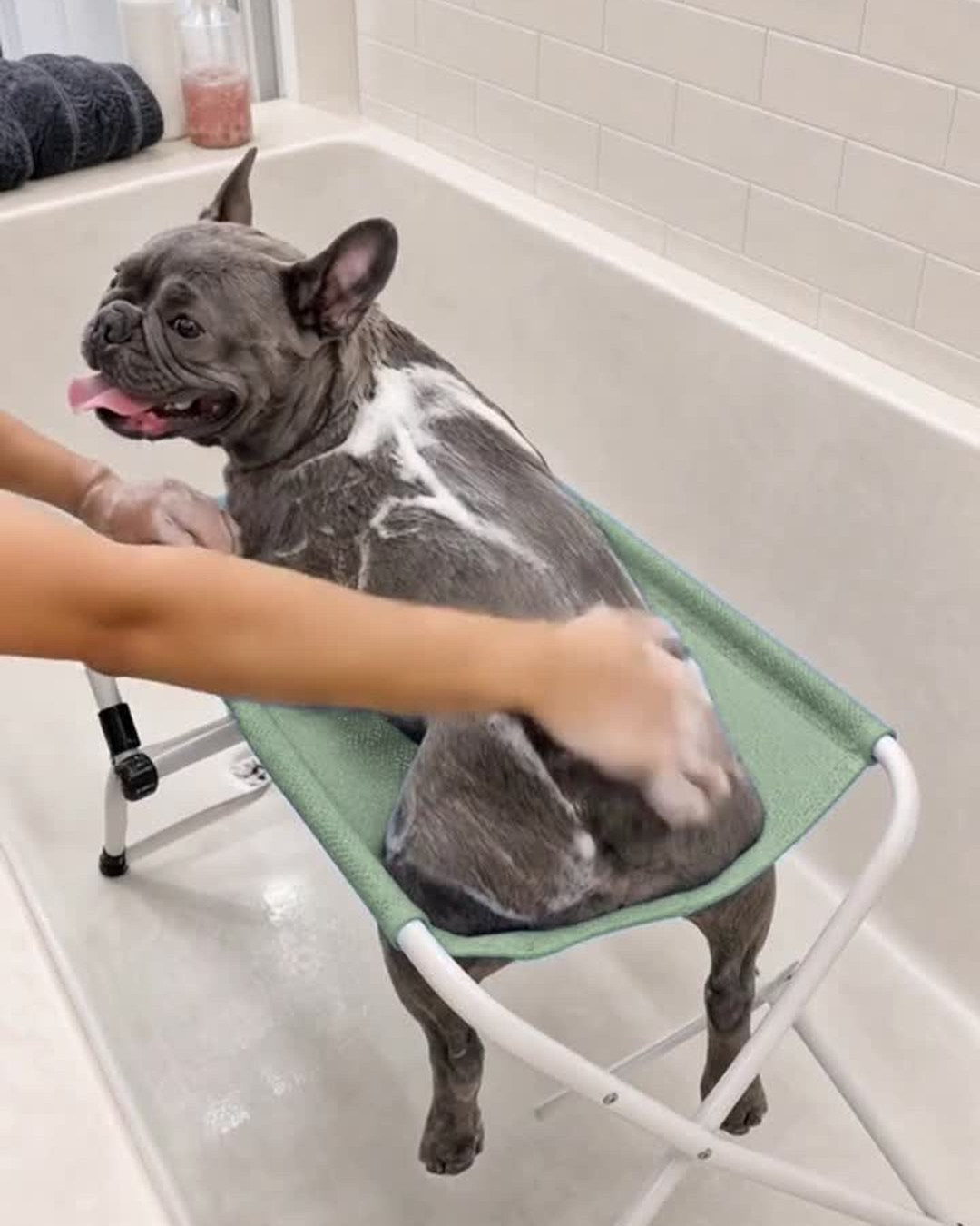A French Bulldog lying calmly on the sage Groom Cradle in a white tiled bathtub, all four legs hanging through the mesh while two hands lather it